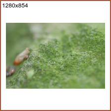 mph_moss_1280x854.png