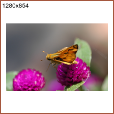 mph_moth_1280x854.png