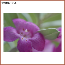 mph_prpl_flower_1280x854.png